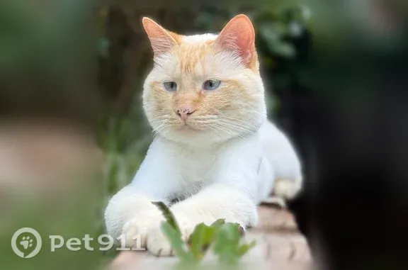 Lost cat, West Evans Avenue, Lakewood — white with some orange, blue eyes a little crossed - photo