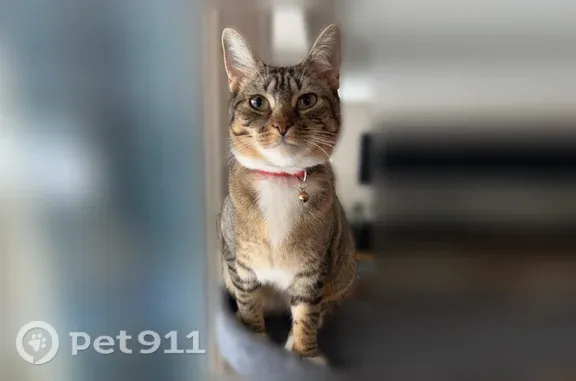 Lost cat, Twin Heron Court, 3197, Fort Collins — female, small, friendly - photo