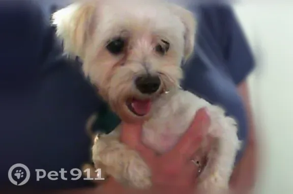 Lost dog, South Smallwood Place, 299, Charlotte - photo