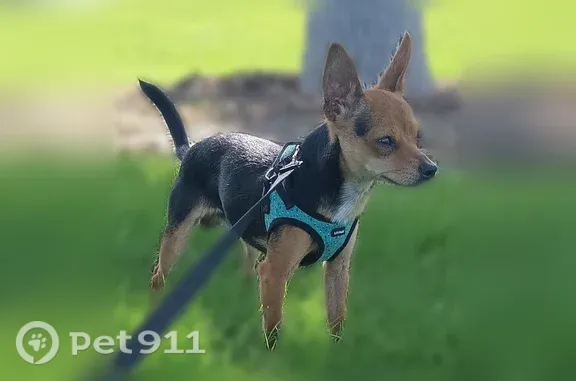 Lost dog, Raleigh Street, 7499, Westminster - male Chihuahua - photo