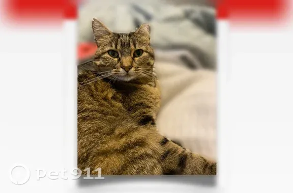 Missing cat Des Moines, photo: Lost cat, Southeast 17th Street, 2500, Des Moines - female, black and brown tabby
