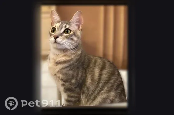 Lost cat, Mt. Davidson Drive, San Jose — female grey tricolored tabby, very skittish - photo