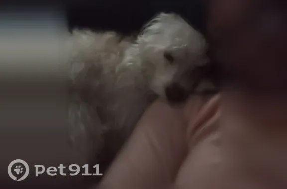 Missing dog Los Angeles, photo: Lost dog, Sideview Drive, 7810, Pico Rivera, Los Angeles