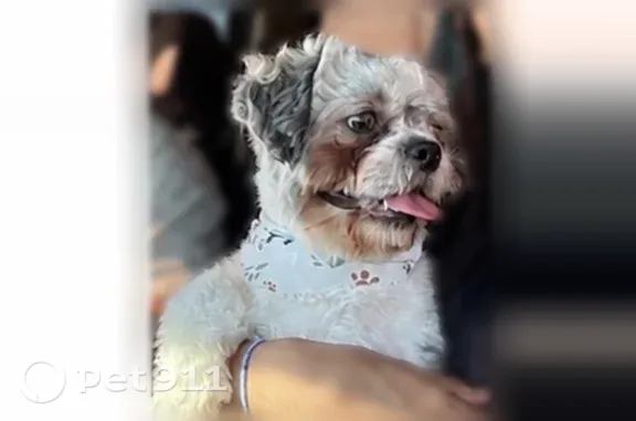 Missing dog Dallas, photo: Lost dog, Tristian Court, 2542, Dallas - male