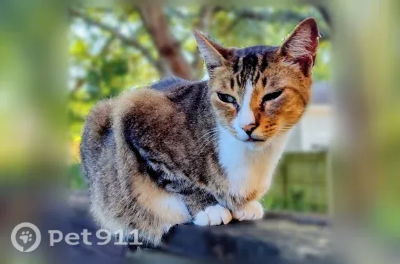 Lost cat, Bayou Boulevard, 4301, Pensacola - female, multi-colored with stripes - photo