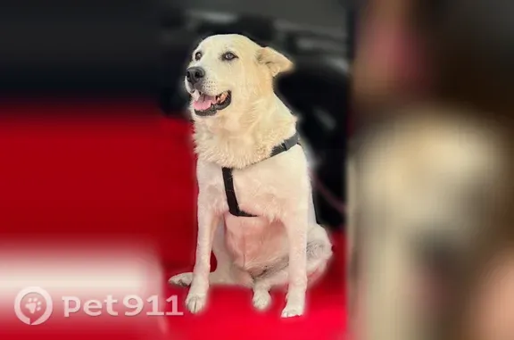 Lost dog, East Sioux Road, 325, San Juan - female, white with light brownish spots - photo
