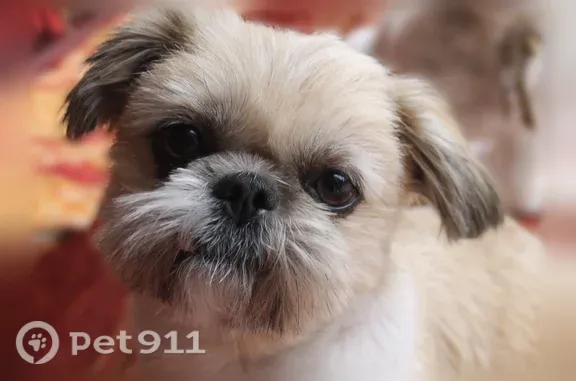Lost dog, Cloister Lake Lane, Boca Raton - small brown and white Shih Tzu - photo