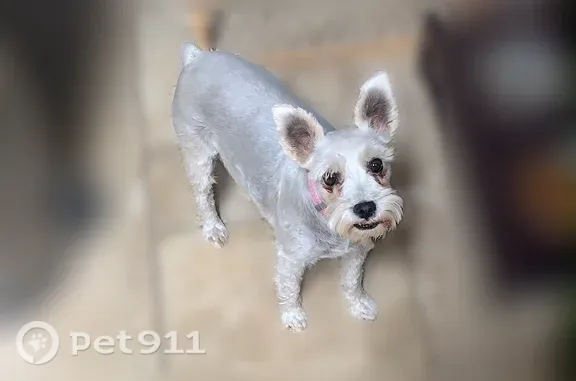 Lost dog, Geyser Drive, El Paso - small silver/gray Miniature Schnauzer - photo