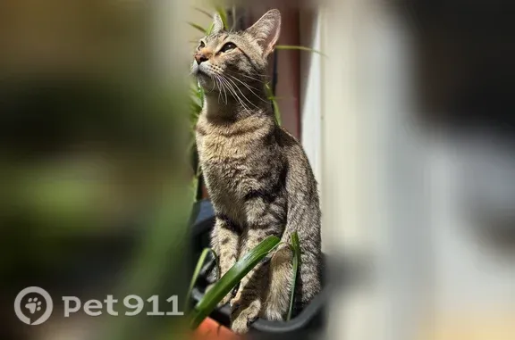Missing cat Daly City, photo: Lost cat, Lisbon Street, 652, Daly City — male DSH tabby