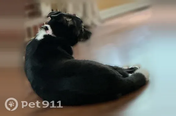 Lost dog, Monroe Court, 816, Braselton - photo