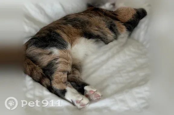 Lost cat, Dewey Street, 11568, Parker — muted calico with green-yellow eyes - photo