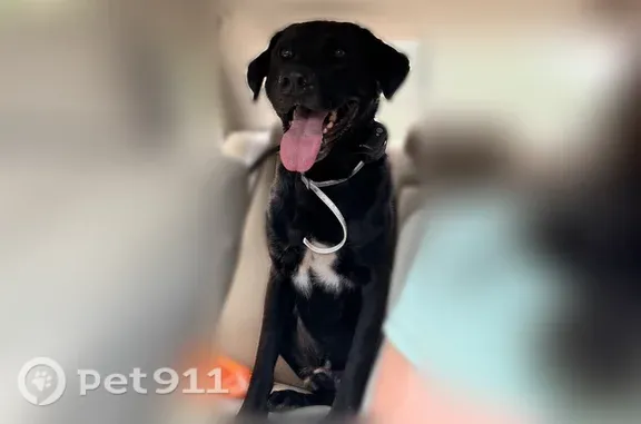 Found dog, Jenny Lane, 1230, R...