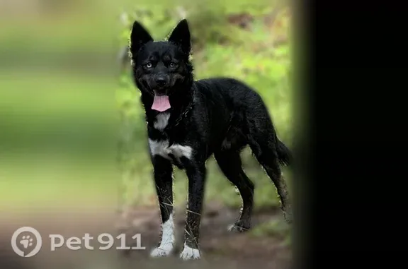 Lost dog, Eastwood Drive, Medford - friendly, heterochromia - photo