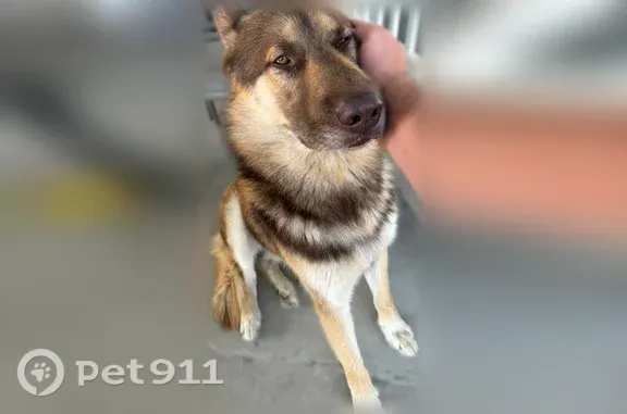 Found dog Clinton, photo: Found dog, West 2450 North, 2414, Clinton — no collar
