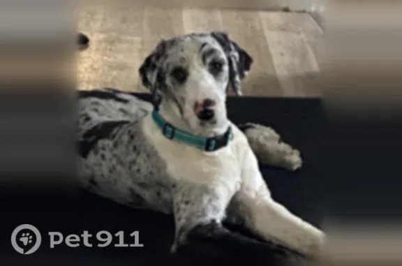 Missing dog East Syracuse, photo: Lost dog, Altamont, New York, East Syracuse - very nervous, won’t come to people