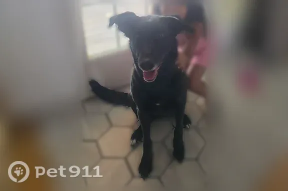 Lost dog, West Rockhill Point Cove, 892, Arlington - black lab with tinsel on her right ear - photo