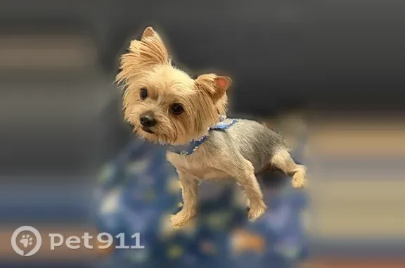 Missing dog North Las Vegas, photo: Lost dog, Park Royal Road, 519, North Las Vegas — male, small, playful