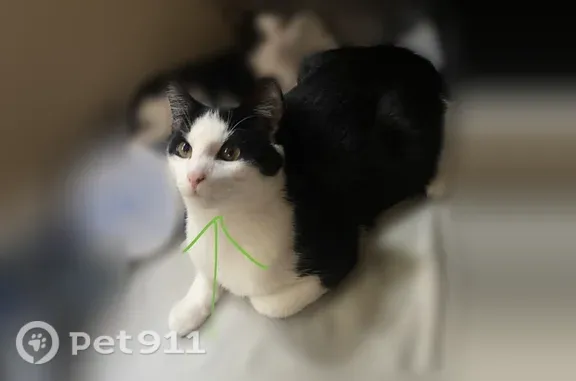 Lost cat, Eastern Road, 1530, Norton, Columbus - male, sweet but skittish - photo