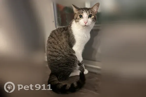 Lost cat, Park at Crystal Falls apartment complex, Leander - grey striped and white male tabby - photo