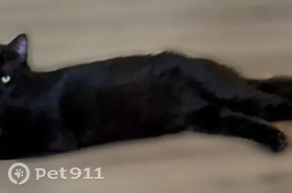 Lost cat, Delta Drive, Waxahachie - black cat with greenish yellow eyes - photo