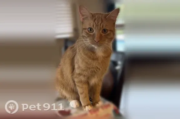 Missing cat Grand Prairie, photo: Lost cat, Fallbrooke Drive, 2292, Grand Prairie — white paws on all 4