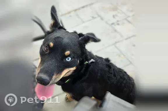 Found dog Salt Lake City, photo: Found dog, Paprika Drive, Taylorsville, Salt Lake City — female, small, very friendly