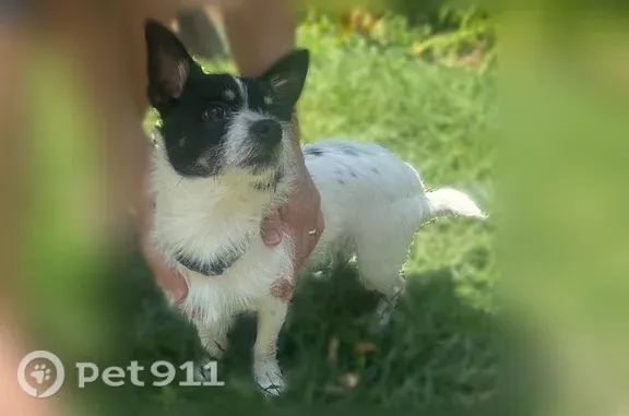 Found dog Columbus, photo: Found dog, East Mithoff Street, 64, Columbus — black head and face
