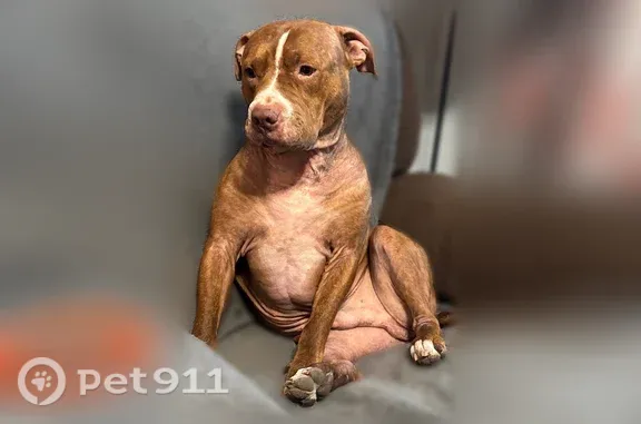 Lost dog, Prospect Avenue, 3334, Kansas City - male - red coat, white markings - photo