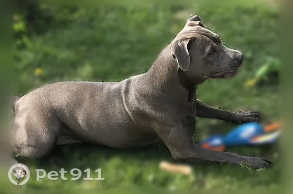 Lost dog, Prospect Avenue, 3334, Kansas City — female with scars above both eyes - photo