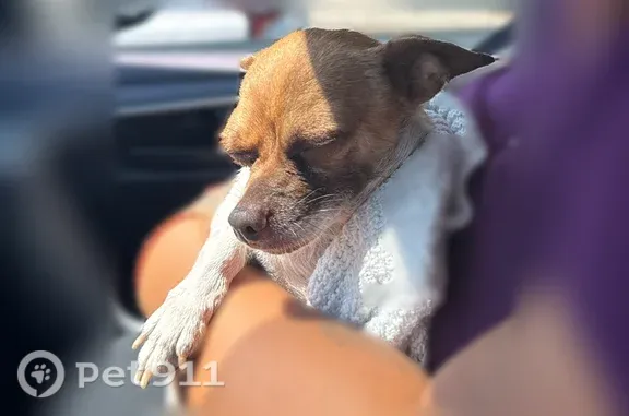 Found dog San Francisco, photo: Found dog, Center Road, San Jose, San Francisco — male chihuahua, scared of men