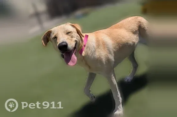 Lost dog, East Union Avenue, 7693, Denver - female, microchipped - photo