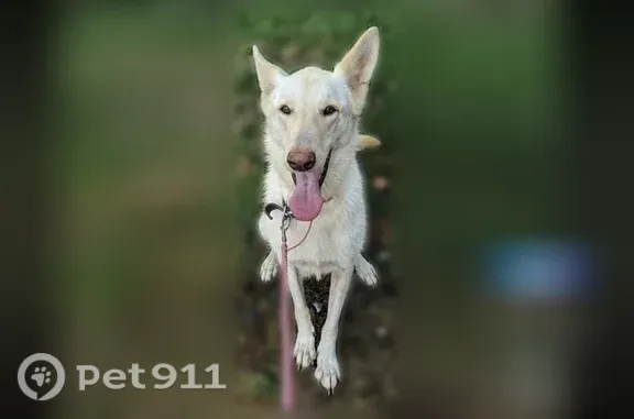 Lost dog, U.S. 62, 12315, Orient - very shy, gentle, all white - photo