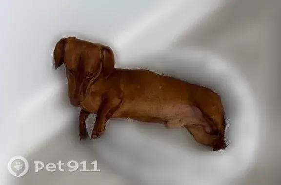 Lost dog, Timberlan Drive, 18418, Lutz, Tampa - brown dachshund - photo