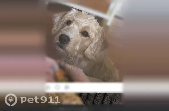 Missing dog Erie, photo: Lost dog, Essex Avenue, 4128, Erie - friendly cinnamon-colored mini Aussie and Maltese mix