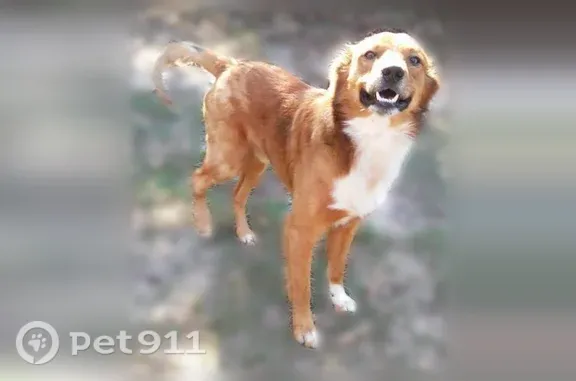 Lost dog, Hoda Drive, 8702, Conroe, Houston - male, golden brownish red coat, white chest - photo