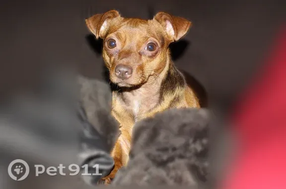 Lost dog, Colgate Street, 21328, Farmington Hills — older brown MinPin, hard of hearing and going blind - photo