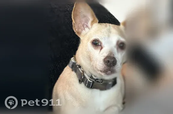 Found dog Fairburn, photo: Found dog, Creekside at Oxford Park Subdivision, Fairburn - white and beige Chihuahua