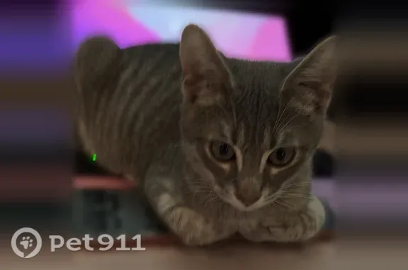 Lost pets Dallas, photo: Lost cat, Roman Road, 1209, Grand Prairie, Dallas — polydactyl