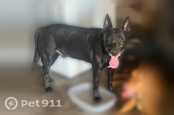 Found dog Phoenix, photo: Found dog, South 22nd Place, 6439, Phoenix - with a green collar