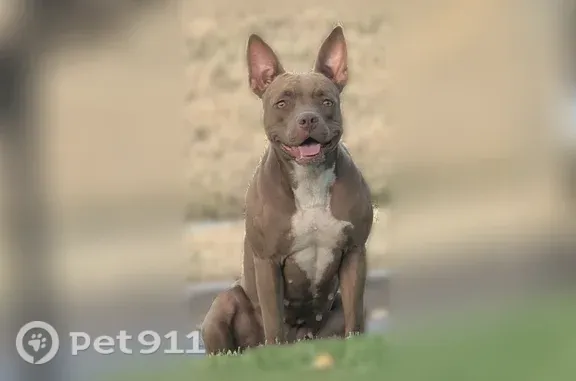 Found dog Dallas, photo: Found dog, Huntley Street, Dallas — female, scared and keeps distance from people