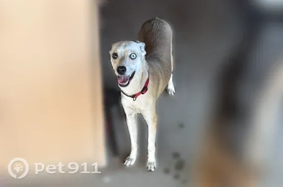 Found dog Fresno, photo: Found dog, West Lansing Way, 5500, Manteca - male chihuahua mix, fawn color