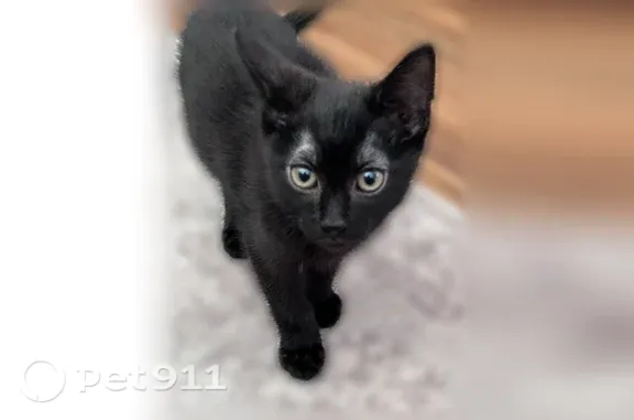 Lost cat, North Oakley Boulevard, 1002, Chicago - small black kitten with green eyes - photo