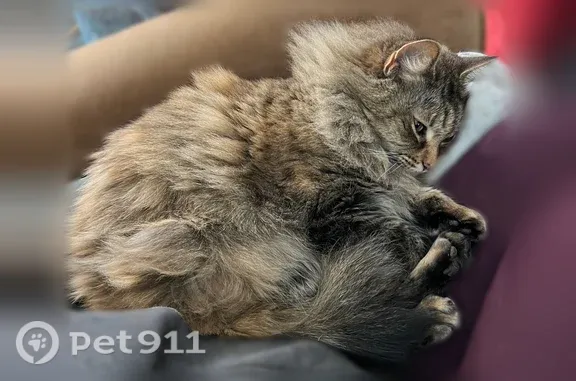 Missing cat Lancaster, photo: Lost cat, Nursery Lane, 16, Lancaster - small, 10 years old