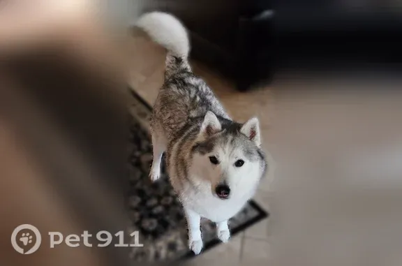 Lost dog, Weslaco, Texas, Houston — shy and friendly male Siberian Husky - photo
