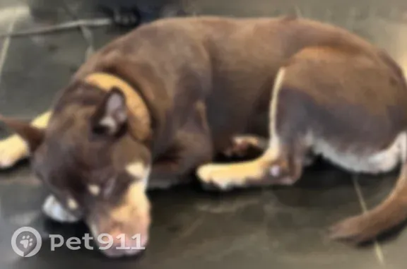 Found dog Brecksville, photo: Found dog, West Country Club Drive, 19200, Aventura - female, with two collars