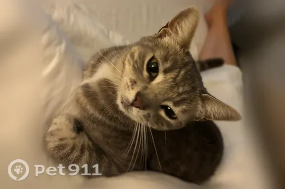 Missing cat Fresno, photo: Lost cat, East Liberty Avenue, 5349, Fresno — white/gray medium-sized tabby, scared of strangers