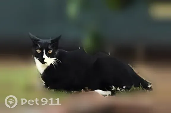 Lost cat, West San Bernardino Road, 300, Covina - male tuxedo cat - photo