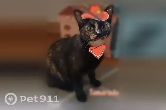 Mitchi is a Black based Torti with specs of orange with a cream chin.