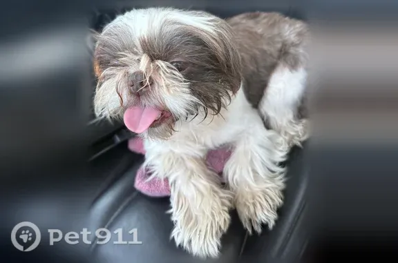 Found dog Dallas, photo: Found dog, West Canty Street, 807, Dallas — very sweet