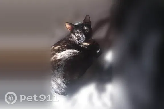 Missing cat Potomac, photo: Lost cat, Tara Road, 10805, Potomac — female